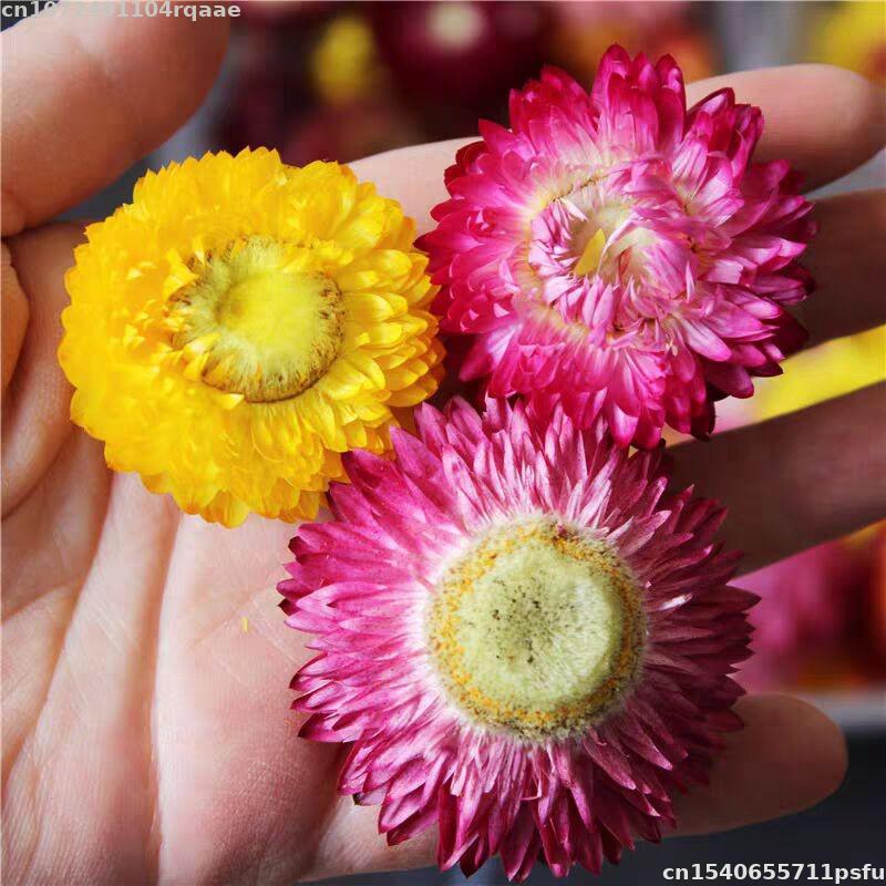 Soap Making Material Wholesale - Flores Secas 100% Naturales Bracteantha Bracteata